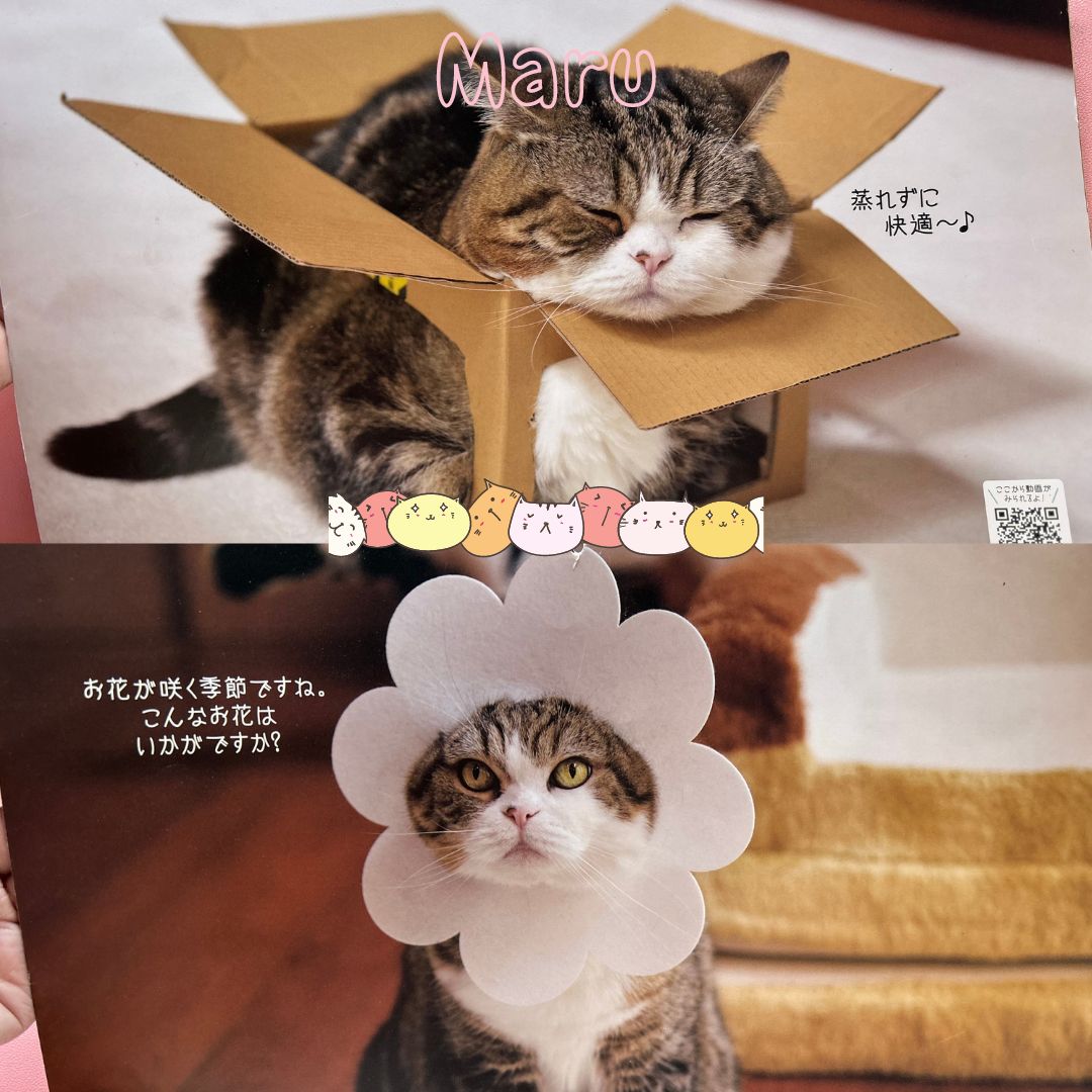 Maru the Cat